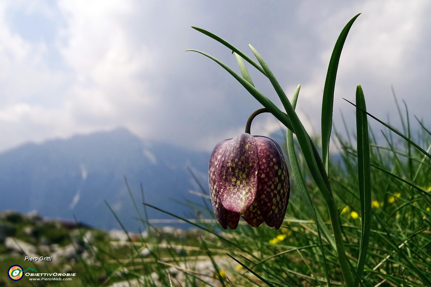 55 Fritillaria al sole !.JPG -                                